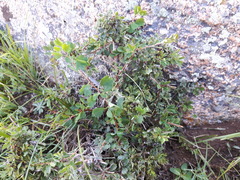 Spiraea aquilegifolia