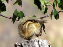 Funisciurus congicus