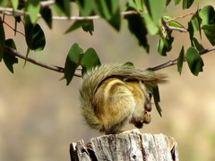 Funisciurus congicus