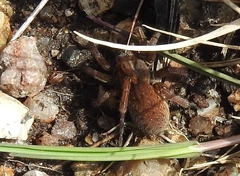 Trochosa terricola