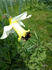 Bombus vestalis