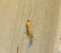 Meteorinae