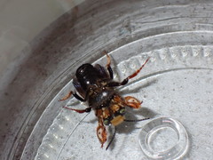 Megachile bahamensis