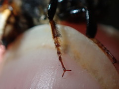 Megachile bahamensis