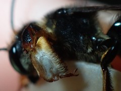 Megachile bahamensis