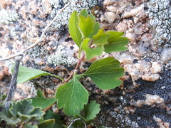 Spiraea aquilegifolia