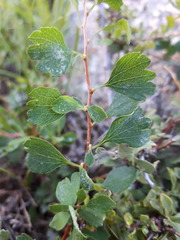 Spiraea aquilegifolia