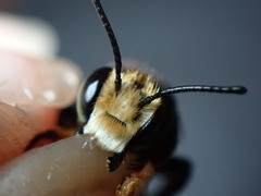 Megachile bahamensis
