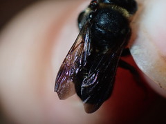 Megachile bahamensis