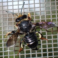 Megachile bahamensis