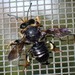 Megachile bahamensis - Photo (c) Ali and Brice, algunos derechos reservados (CC BY-NC), subido por Ali and Brice