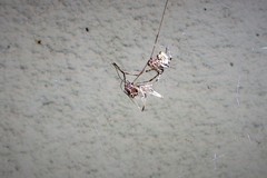 Parasteatoda tepidariorum