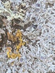 Physcia leptalea