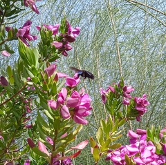 Xylocopa violacea