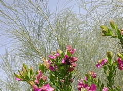 Xylocopa violacea