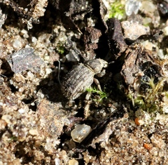 Cathormiocerus aristatus