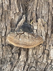 Phellinus badius