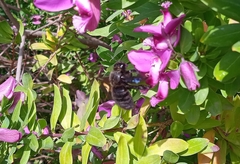 Xylocopa violacea