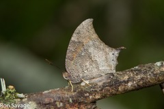 Anaea troglodyta