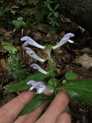 Scutellaria serrata