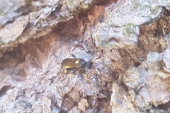 Ichneumon stramentor