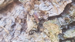 Ichneumon stramentor