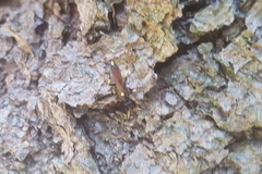 Ichneumon stramentor