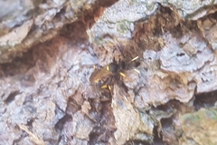 Ichneumon stramentor