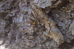 Ichneumon stramentor