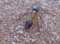 Camponotus nigriceps