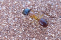 Camponotus nigriceps