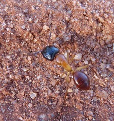 Camponotus nigriceps