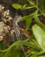 Anolis scriptus