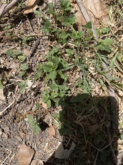 Rhynchosida physocalyx