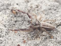 Hentzia vittata