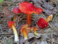 Hygrocybe acutoconica microspora
