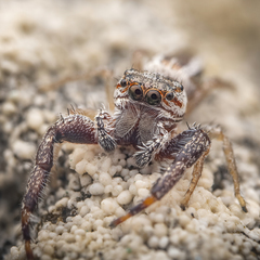 Hentzia vittata