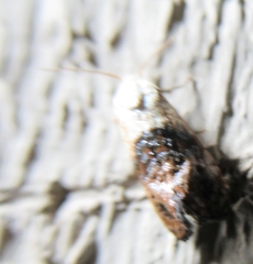 Eugnosta erigeronana