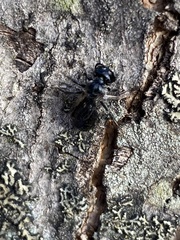 Lasioglossum coeruleum