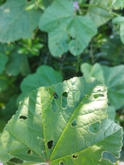 Podagrica fuscicornis