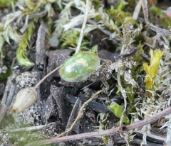 Cassida margaritacea