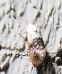 Eugnosta erigeronana