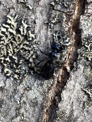 Lasioglossum coeruleum