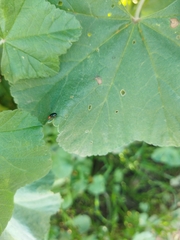 Podagrica fuscicornis