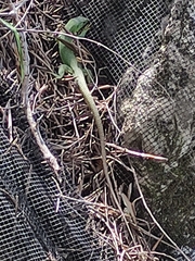 Lacerta trilineata major