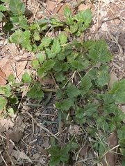 Rhynchosida physocalyx