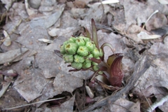 Petasites spurius