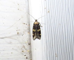 Oegoconia novimundi