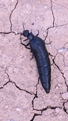 Berberomeloe tenebrosus