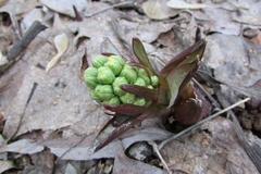 Petasites spurius